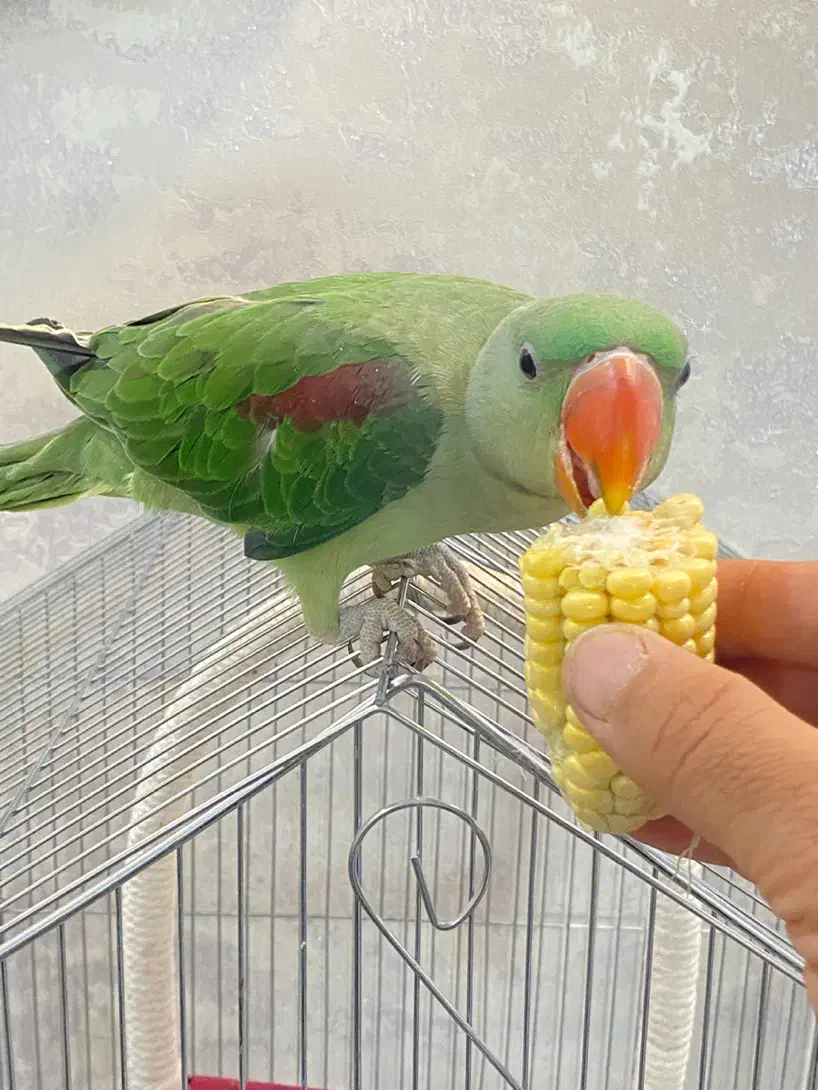 شاه طوطی دستی و آرام و جوان زیبا|پرنده|شیراز, ارم|دیوار