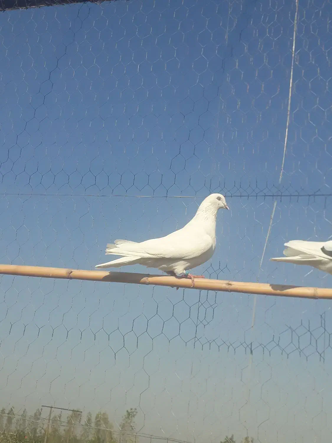 سلام یه کبوتر  ماده از نصل شمرونی|پرنده|مزرعه کتول, |دیوار