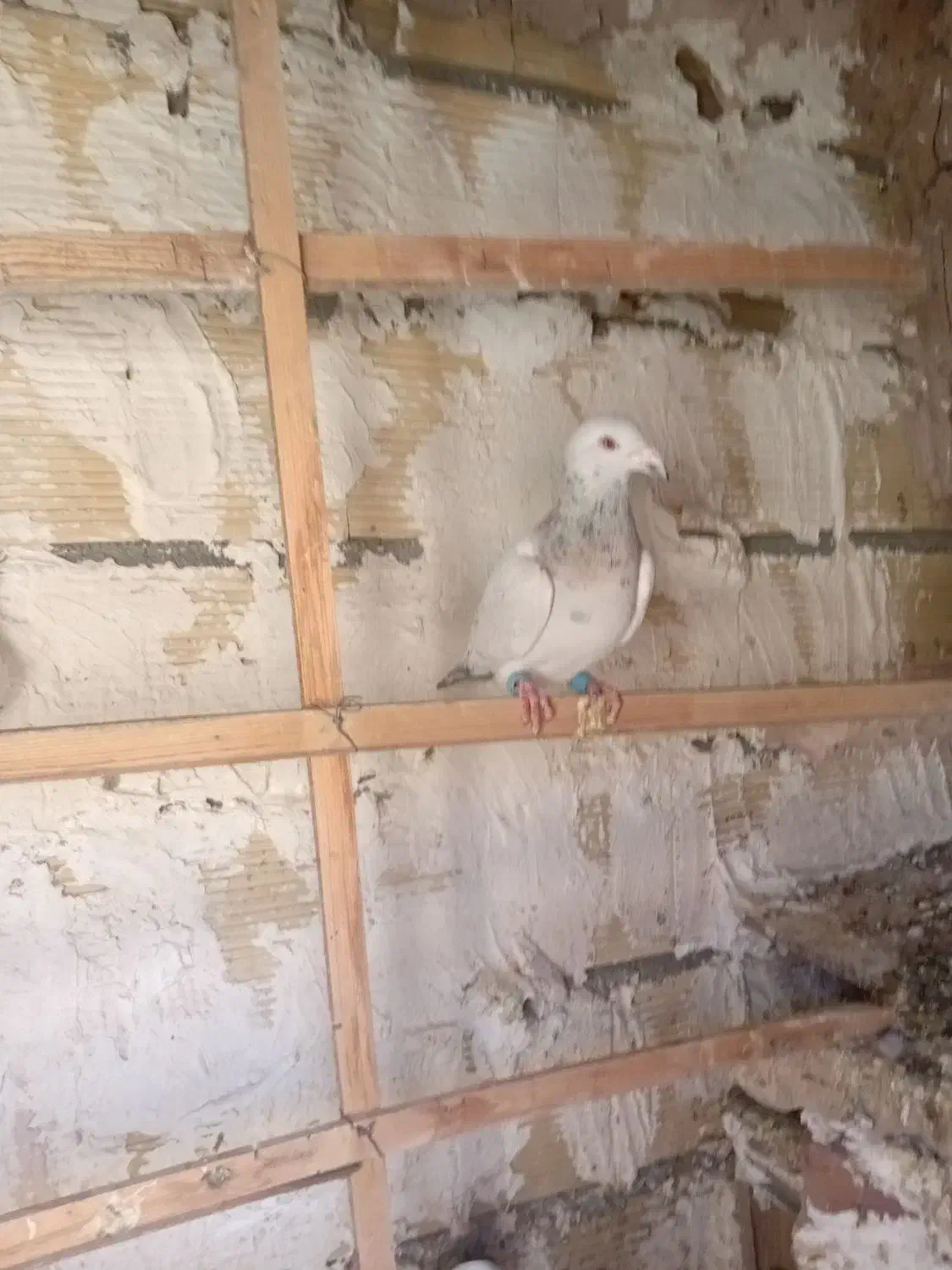 سرورنر|پرنده|چناران, |دیوار