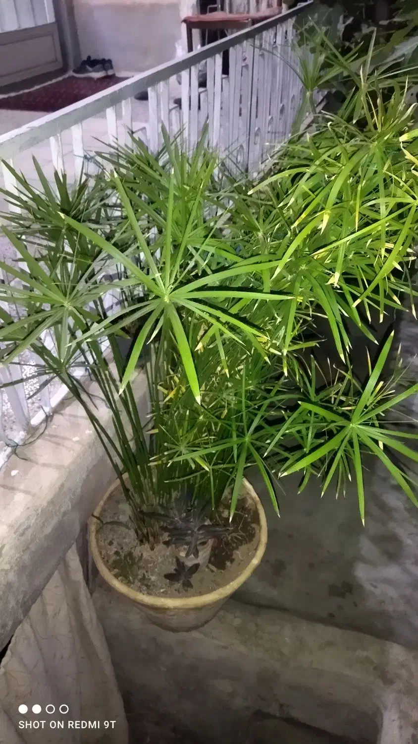 دوعددگلدان نخل مرداب و سانسوریا|گل و گیاه طبیعی|تربتحیدریه, کاشانی|دیوار