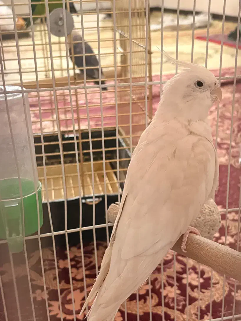 عروس هلندی آلبینو نر|پرنده|رباط‌کریم, مسکن مهر آبشناسان|دیوار