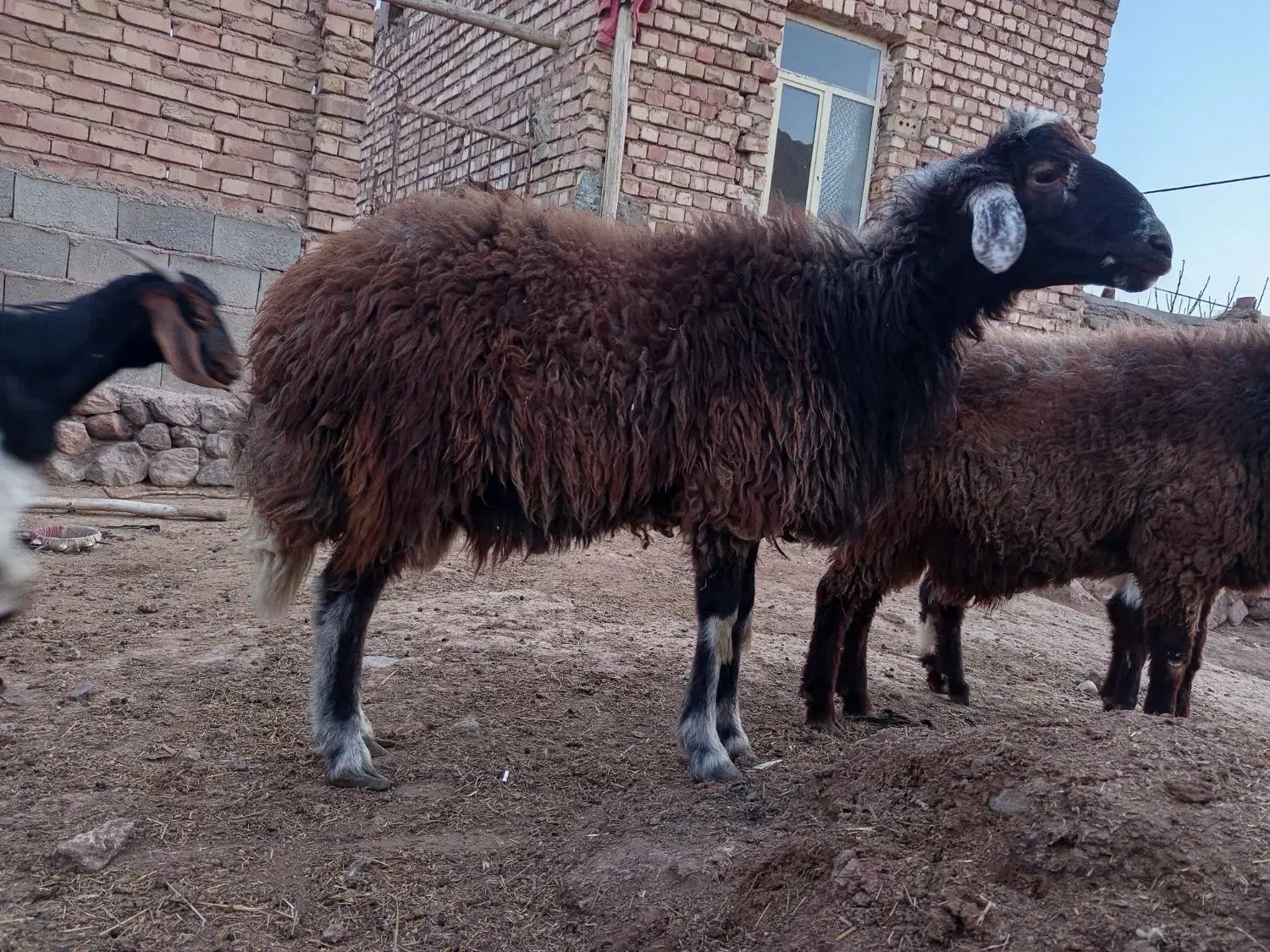 قوچ هترو|حیوانات مزرعه|طاغنکوه, |دیوار