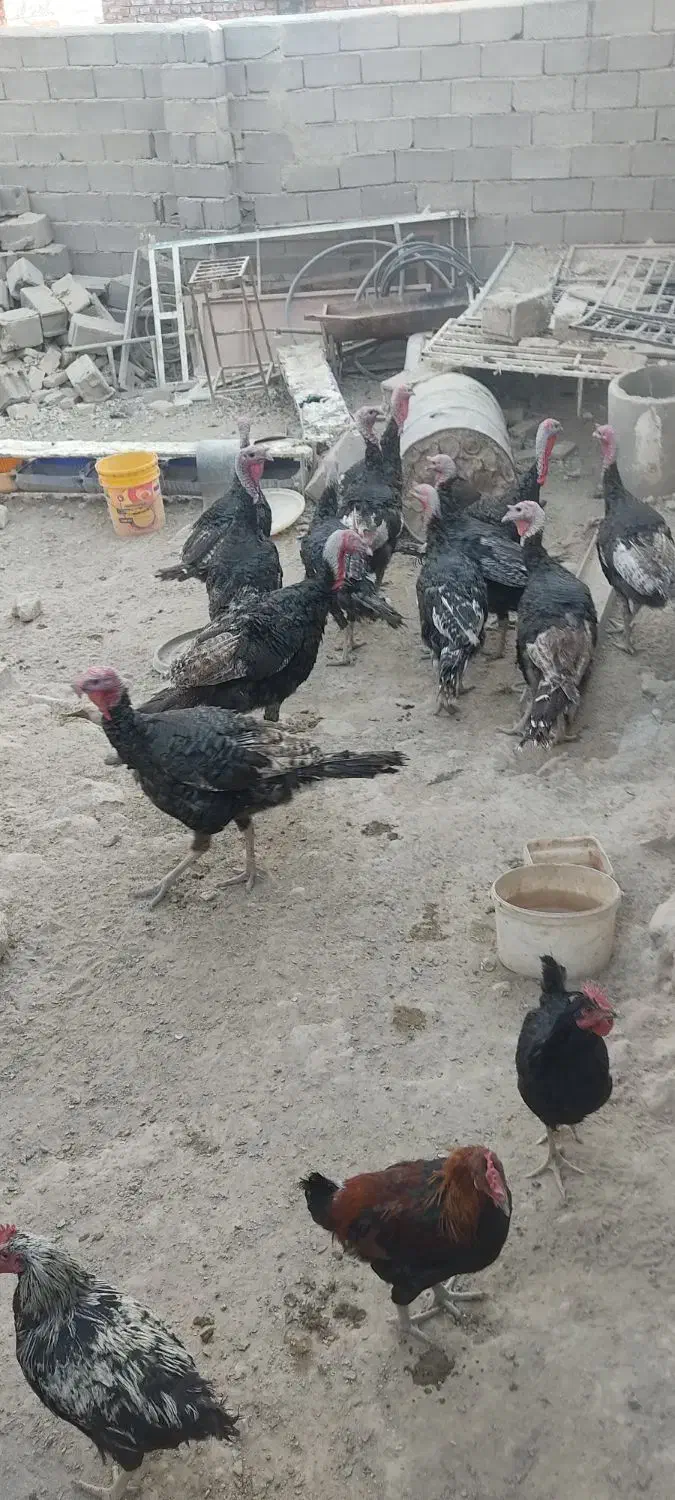 بو قلمون محلی|پرنده|دلبران, |دیوار