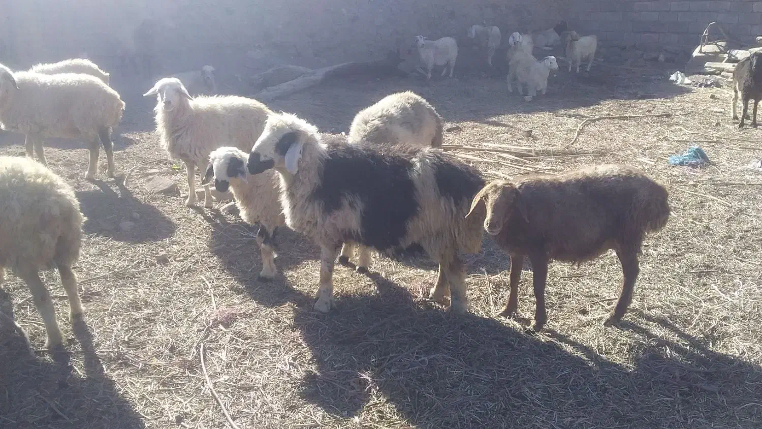 میش چاق یا کاور|حیوانات مزرعه|لاله زار, |دیوار