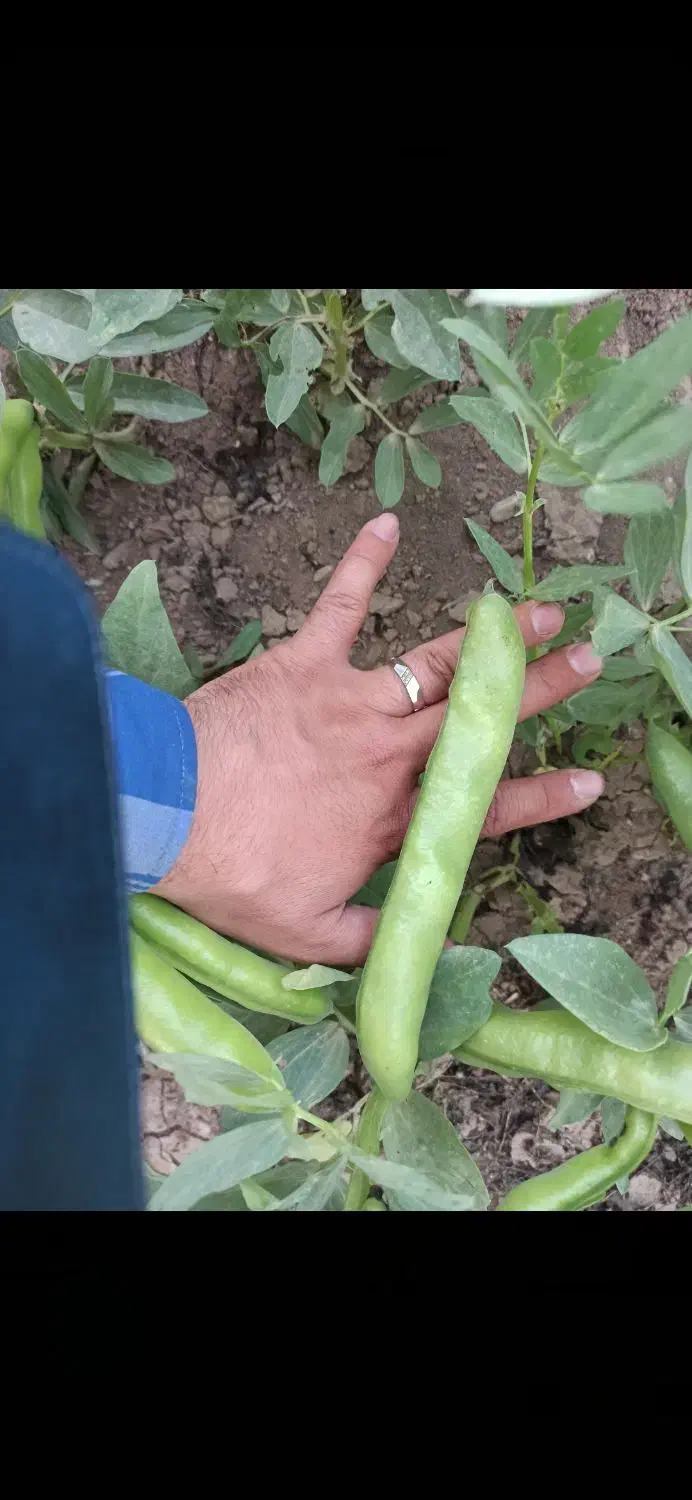 باقالی باقله - باقالا / بذری - پختی / گرگانی|خوردنی و آشامیدنی|هرسین, |دیوار