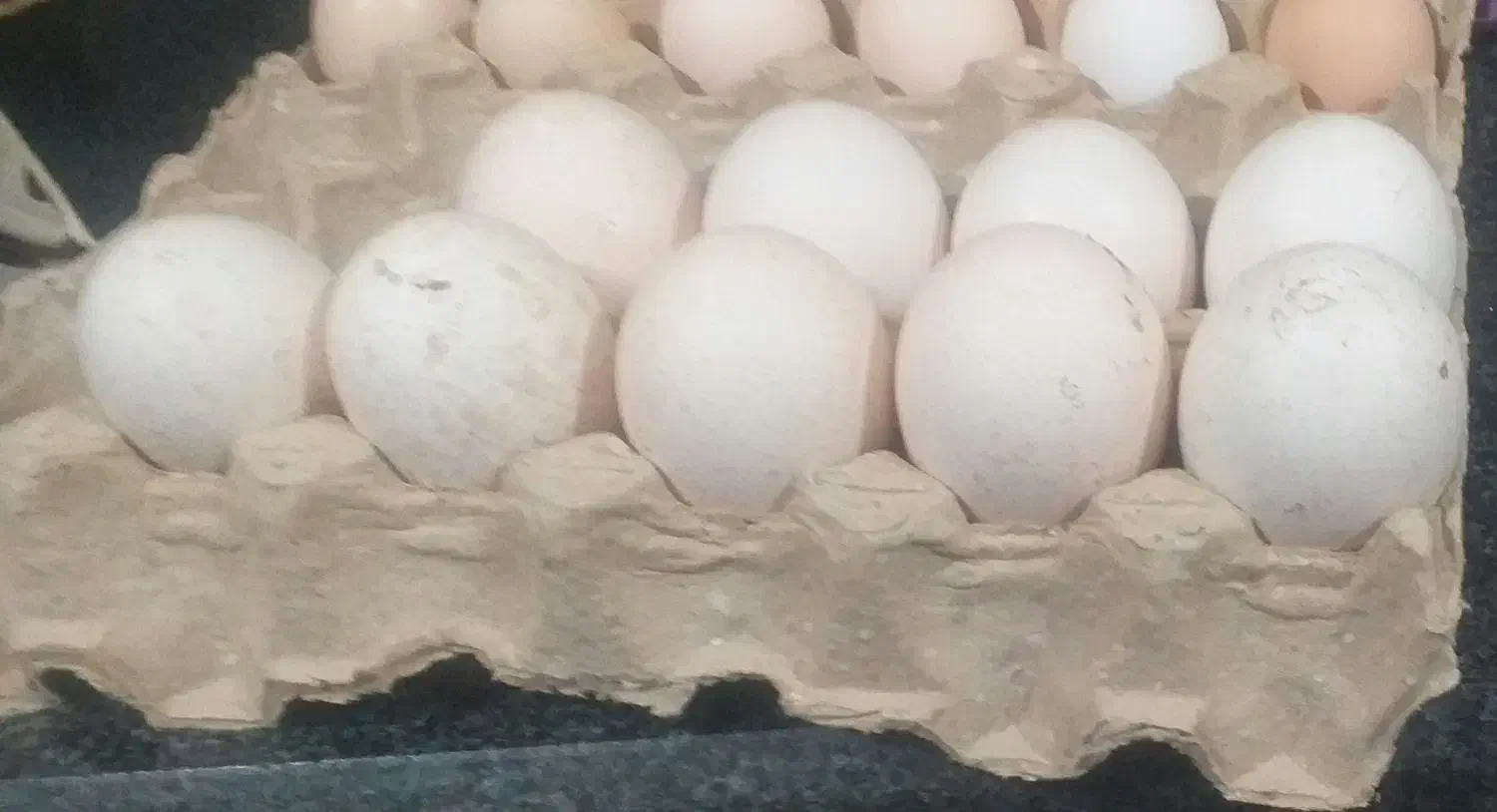 تخم بوقلمون|حیوانات مزرعه|شبانکاره, |دیوار