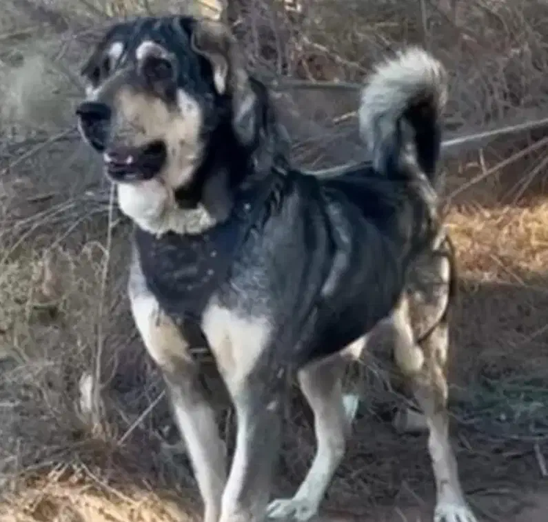 پژدر|سگ|ابرکوه, |دیوار