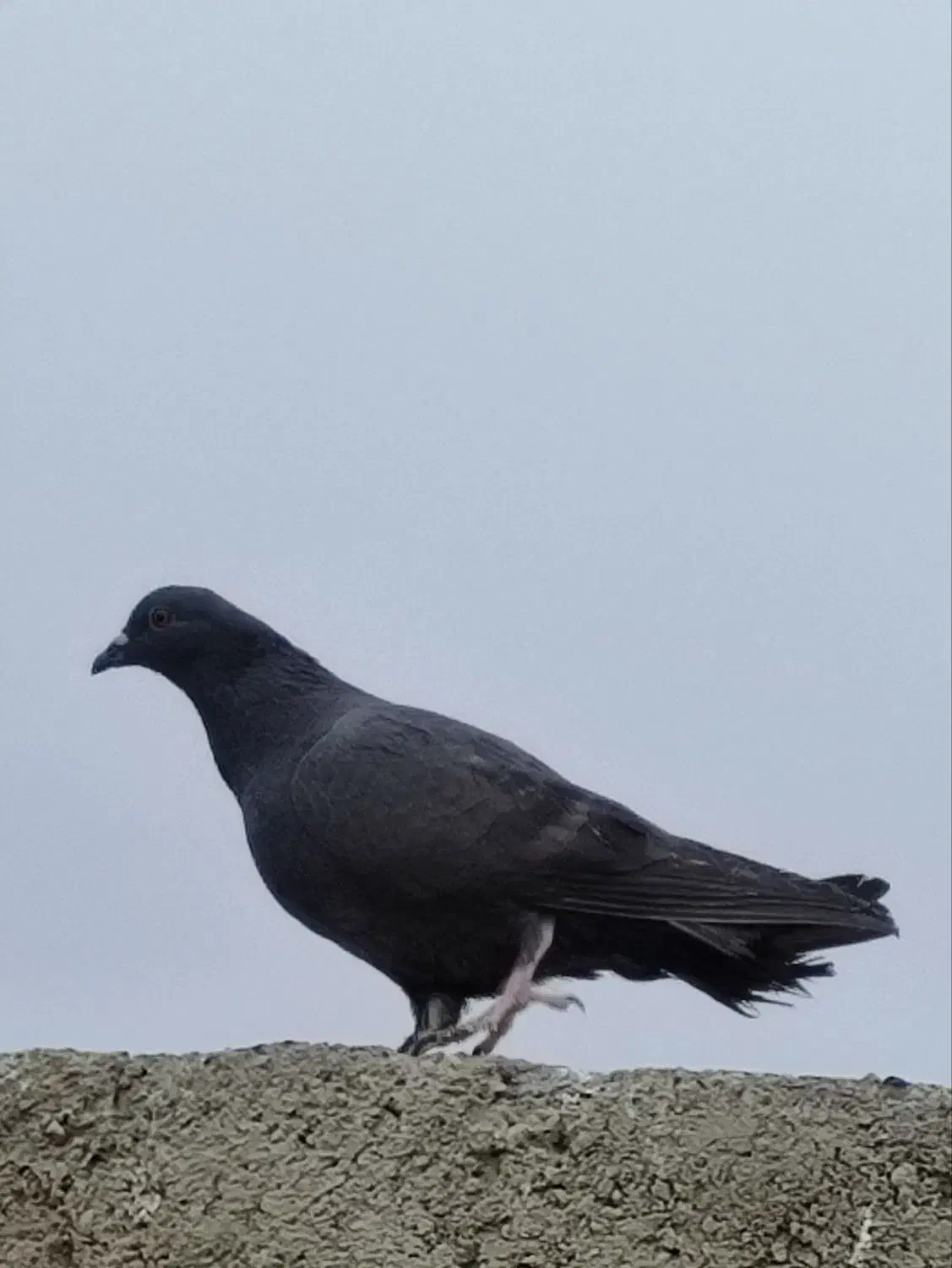 کفتر صید|حیوانات|مشهد, حسین‌آباد|دیوار