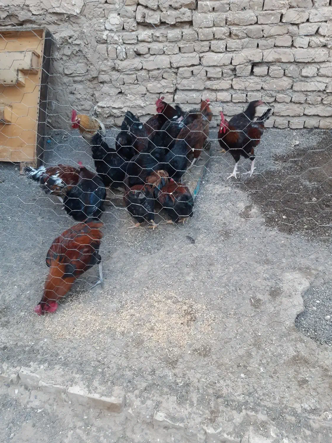 خروس|حیوانات مزرعه|تایباد, |دیوار