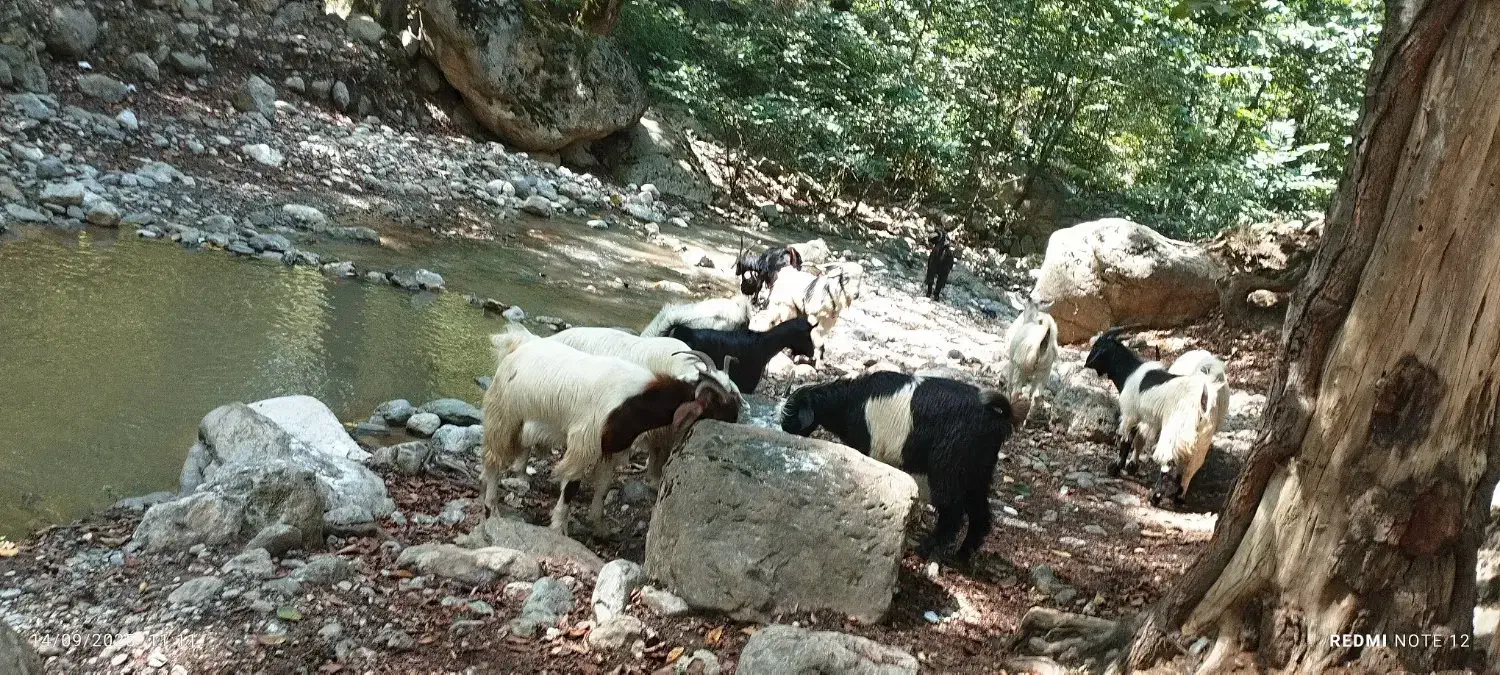 بزفروشی سرحال واسه کشتن ونگه داری|حیوانات مزرعه|علی‌آباد کتول, |دیوار