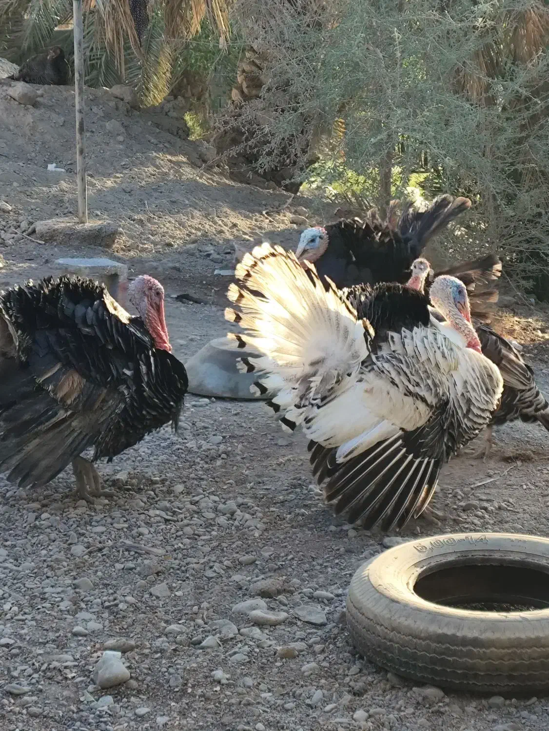 بوقلمون نر|حیوانات مزرعه|میناب, |دیوار