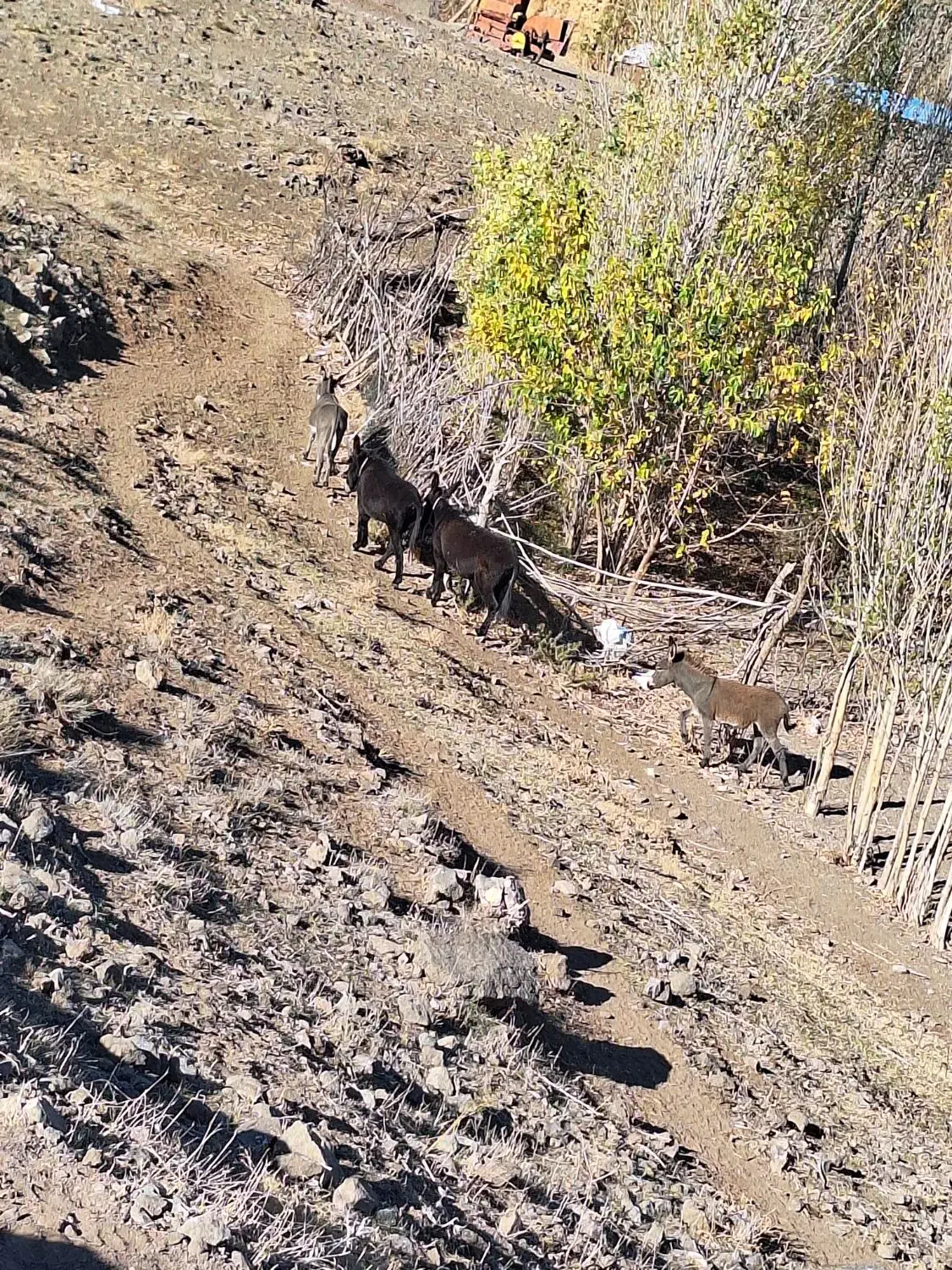 ۴ ارس خر ب فروش میرسد|حیوانات مزرعه|مشگین شهر, |دیوار