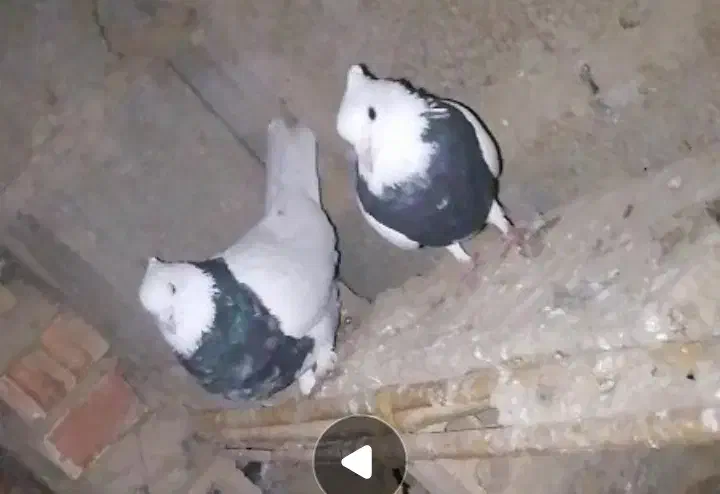 ۲۰۰۰۰۰۰|پرنده|گلی داغ, |دیوار