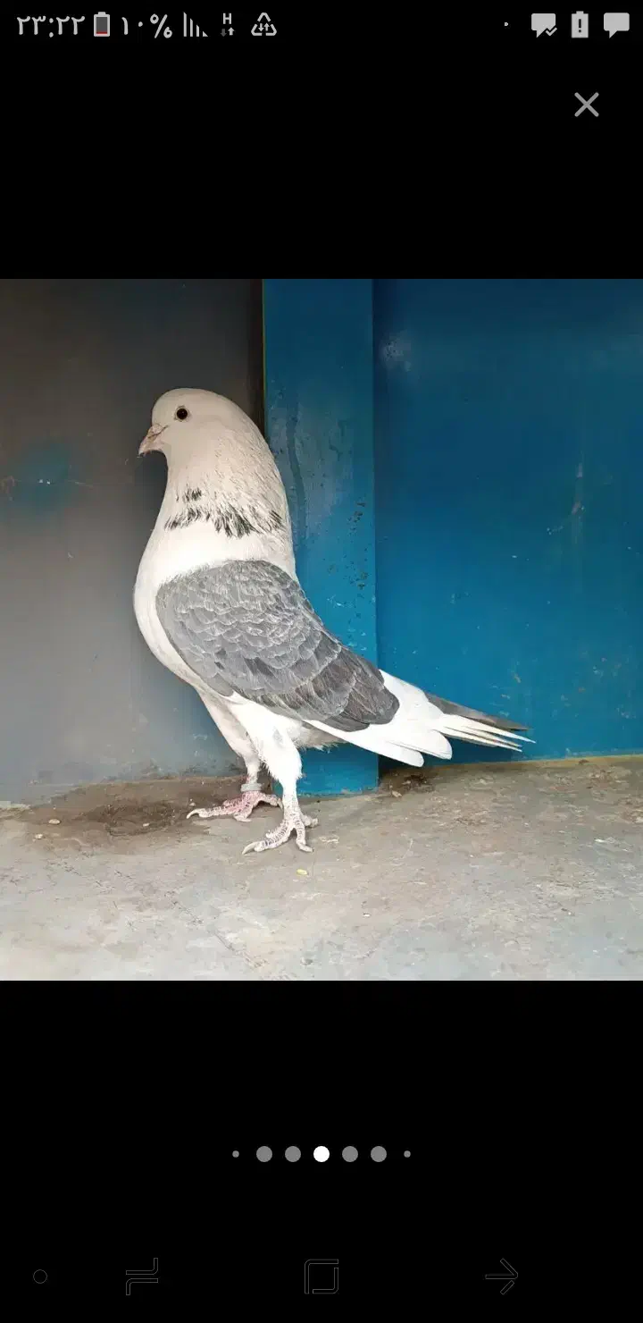 کبوتر پرشی|حیوانات|اراک, |دیوار