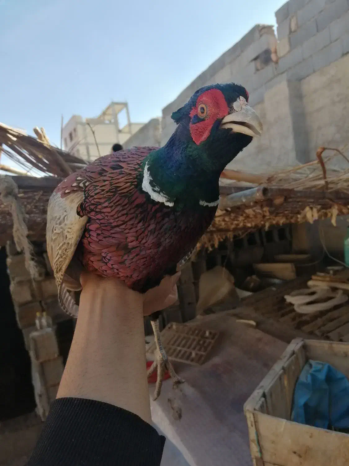 مرغ و خروس|حیوانات مزرعه|شیراز, کوشک میدان|دیوار