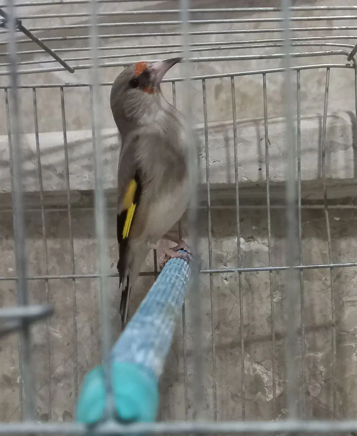 ماده سهره کرمانی|پرنده|زرند, |دیوار