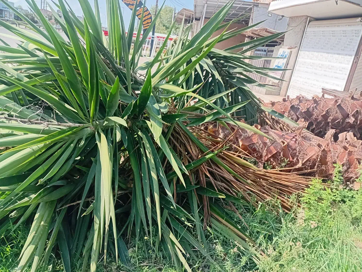 فروش فوری یوکا وپالم بالای ۴متر تنه فقط|گل و گیاه طبیعی|سرخرود, |دیوار