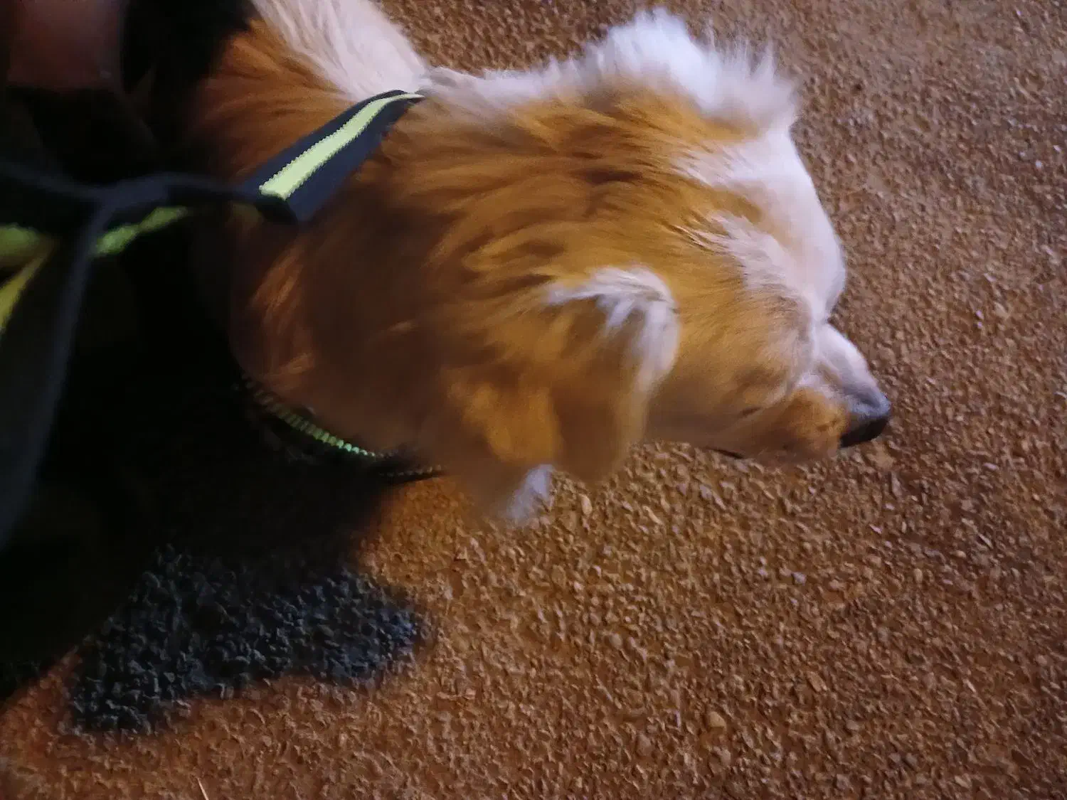 سگ بازیگوش|سگ|شوشتر, |دیوار