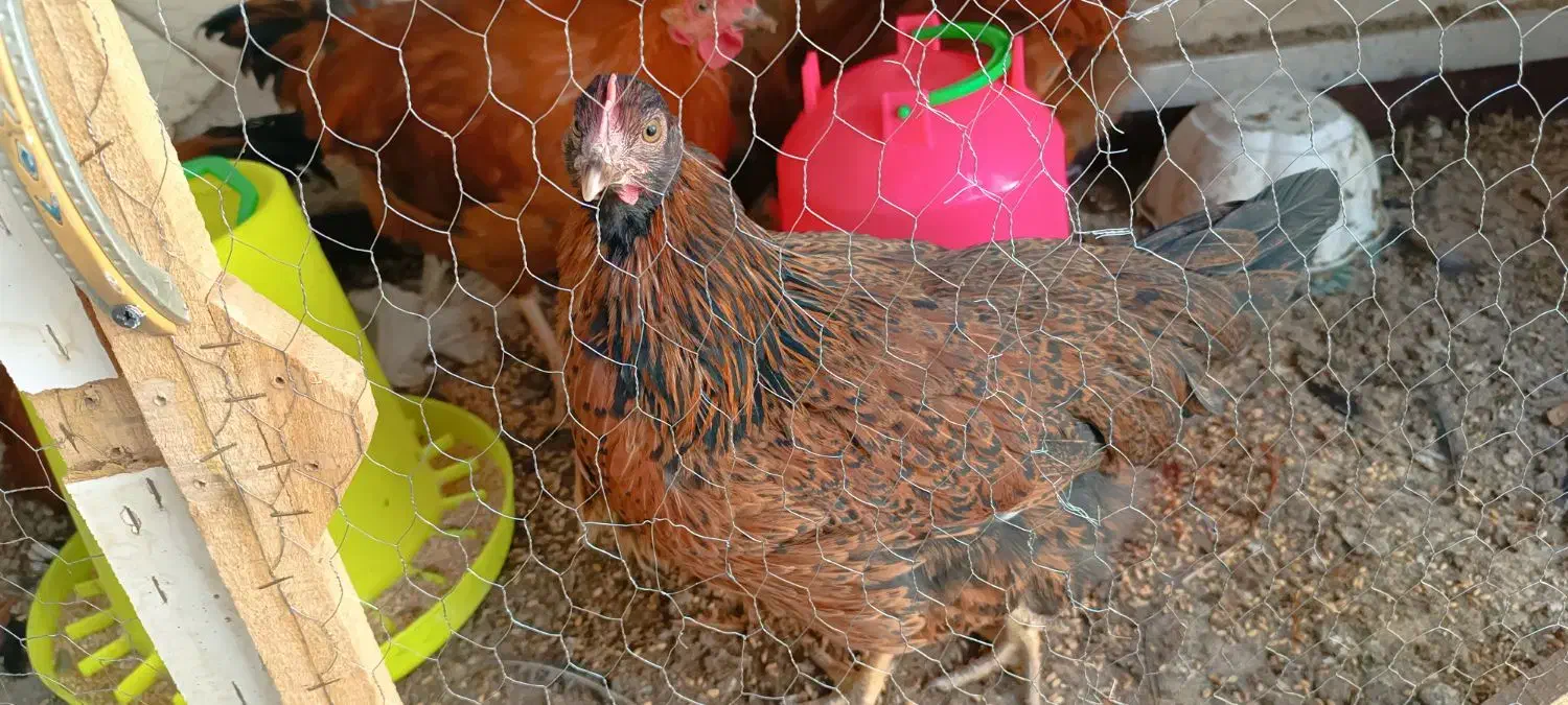 مرغ و خروس خانگی|حیوانات مزرعه|مشهد, شهید قربانی|دیوار