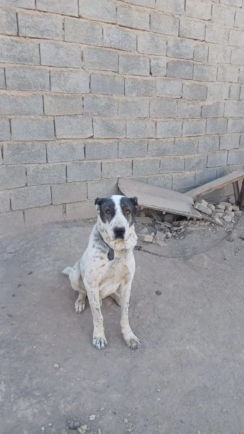 واگذاری  سگ الابای|سگ|اسفراین, |دیوار