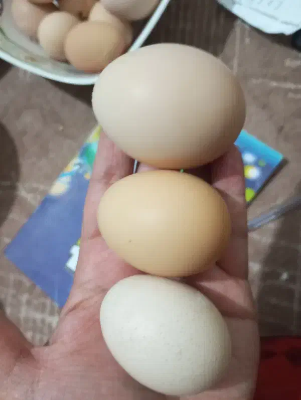 تخم مرغ محلی تازه|خوردنی و آشامیدنی|قم, شهرک امام حسین|دیوار