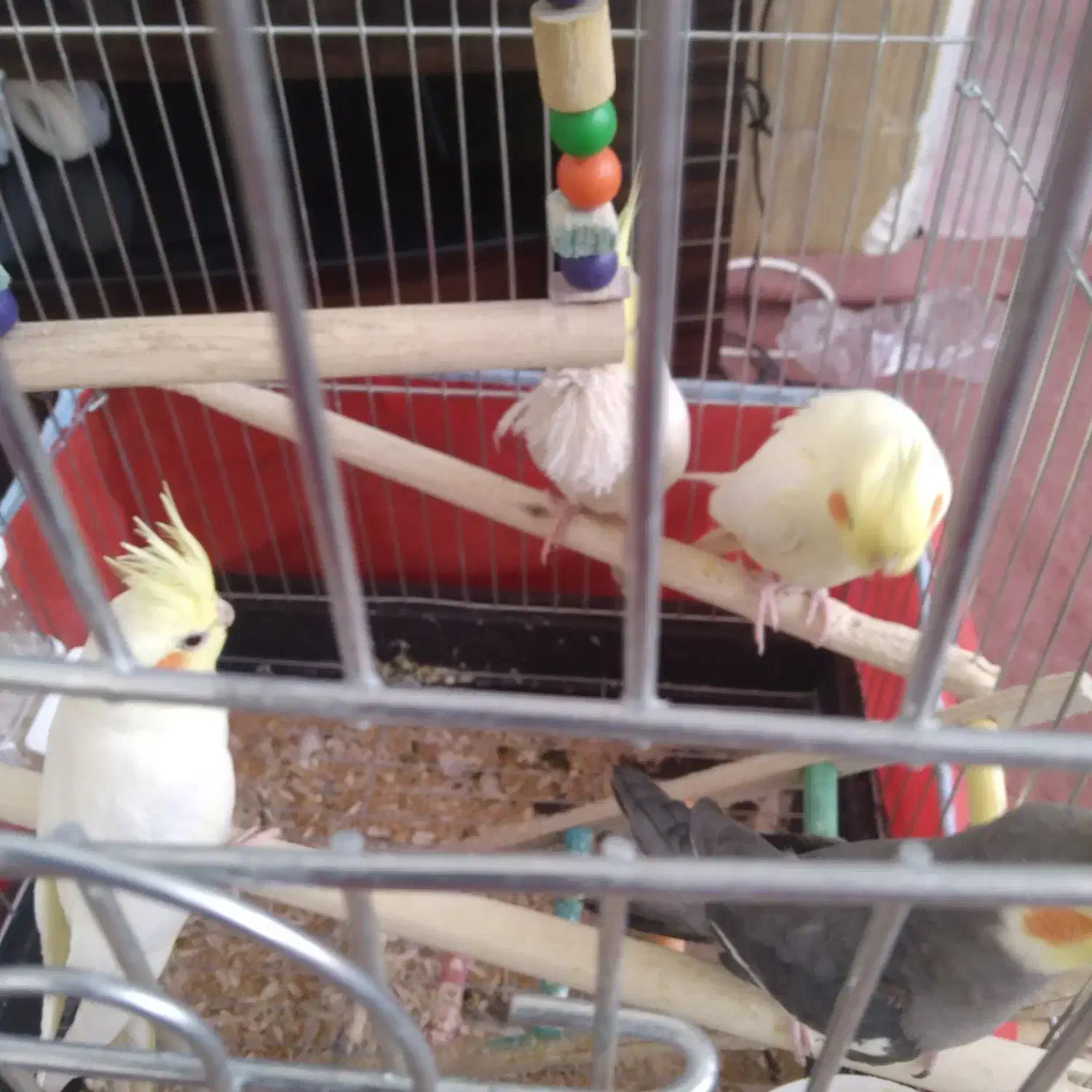 پرنده عروس هلندی|پرنده|بافق, |دیوار