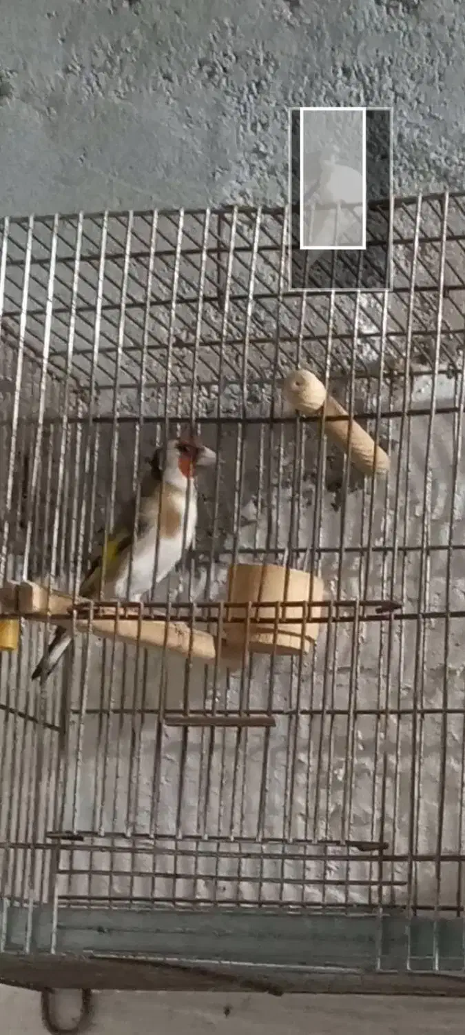 سهره|پرنده|امیدیه, |دیوار