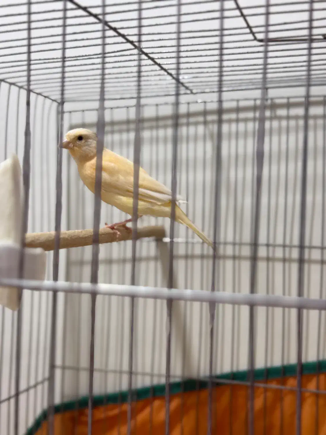 قناری|پرنده|مسجد سلیمان, |دیوار