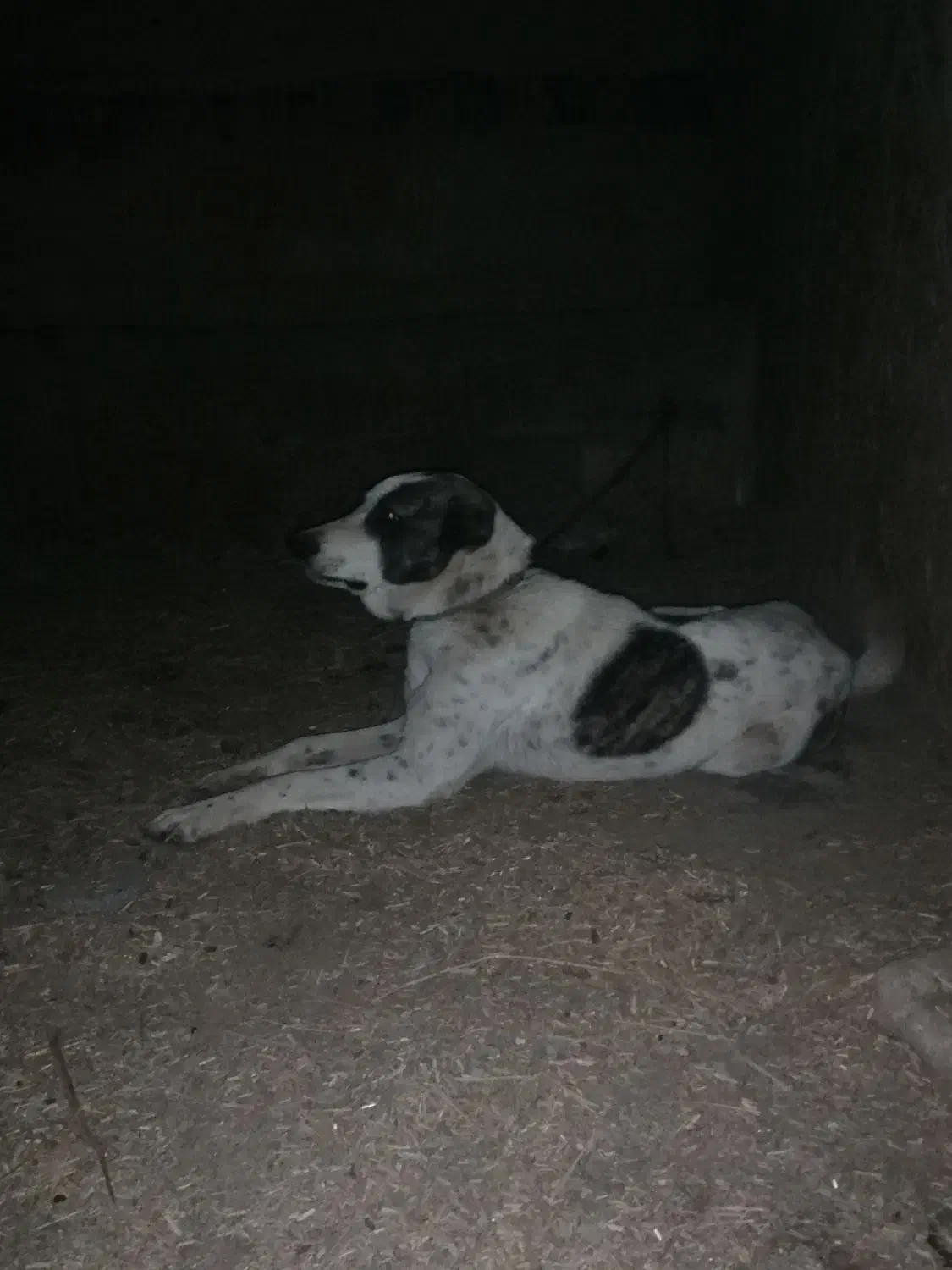 سگ نگهبان|سگ|گنبد کاووس, |دیوار