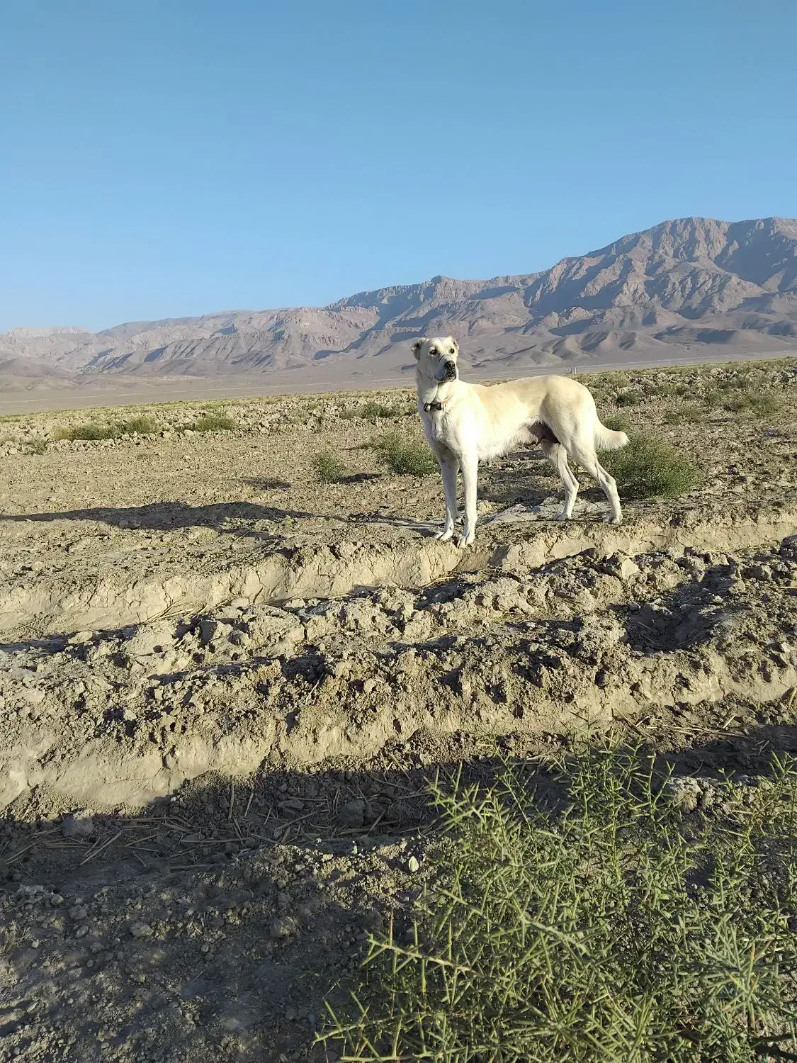 ماده سگ خراسانی|سگ|اسفراین, |دیوار