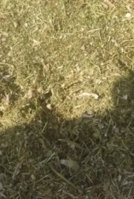 فروش2تن کاه لوبیا|لوازم جانبی حیوانات|مرودشت, ابوذر شمالی‎|دیوار