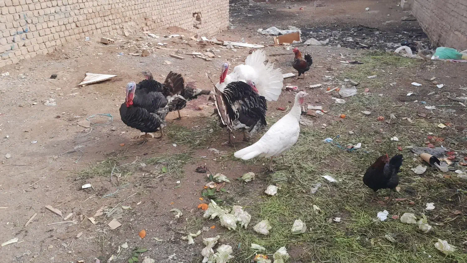 ۵ عدد بوقلمون رسمی جوان|حیوانات مزرعه|قم, جمکران|دیوار