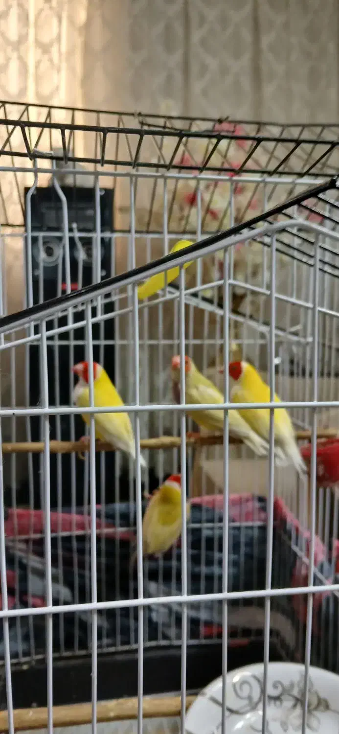 فنچ گلدین  مولد|پرنده|کهریزک, |دیوار