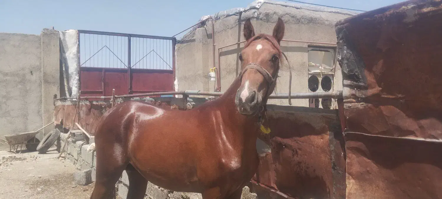 اسب کرد|اسب و تجهیزات اسب‌سواری|بیجار, |دیوار