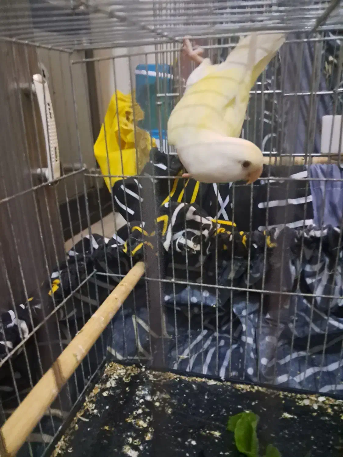 طوطی برزیلی ماده|پرنده|تهران, اسکندری|دیوار