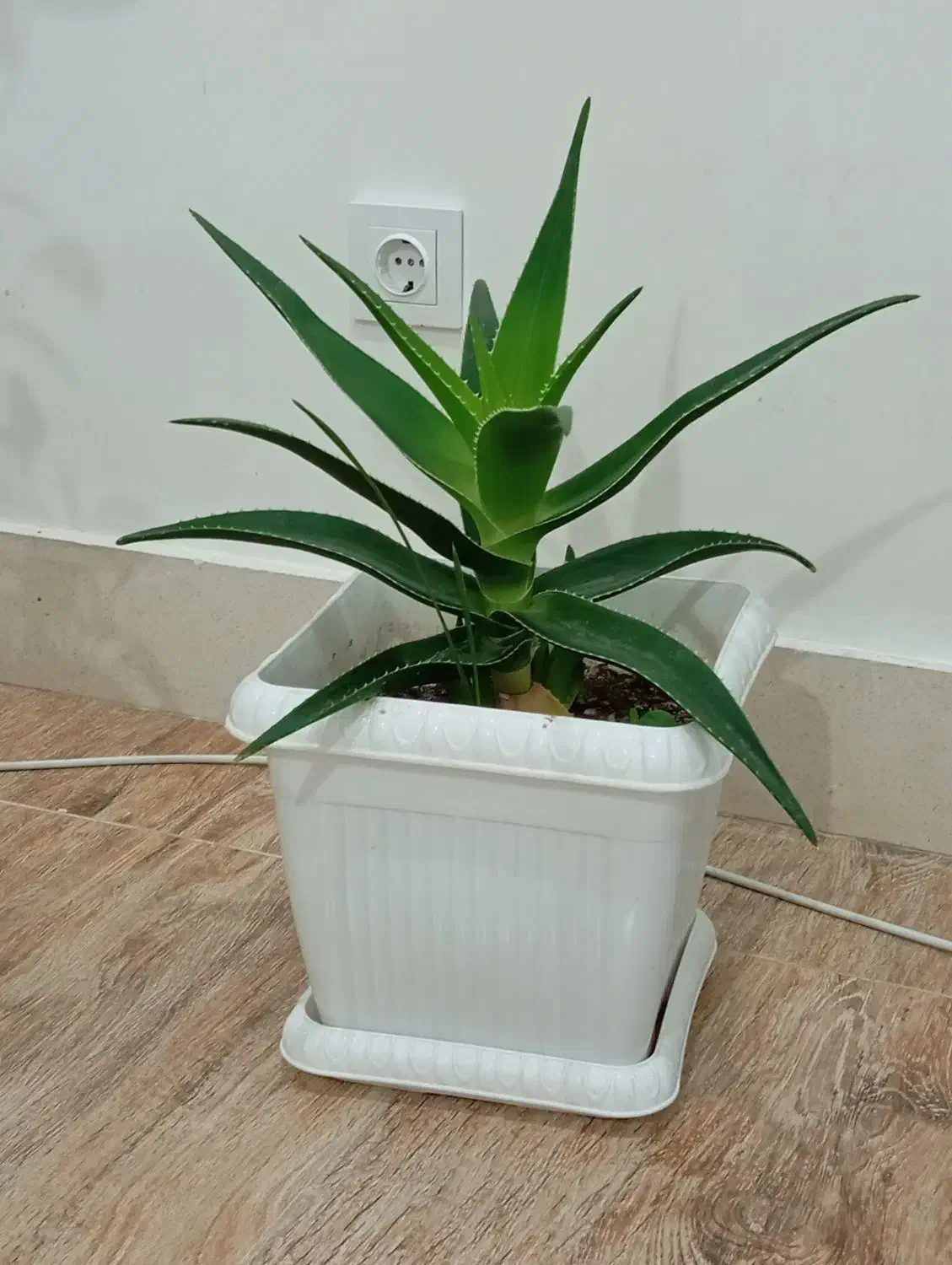 دو عدد گل زیبا|گل و گیاه طبیعی|مریوان, |دیوار