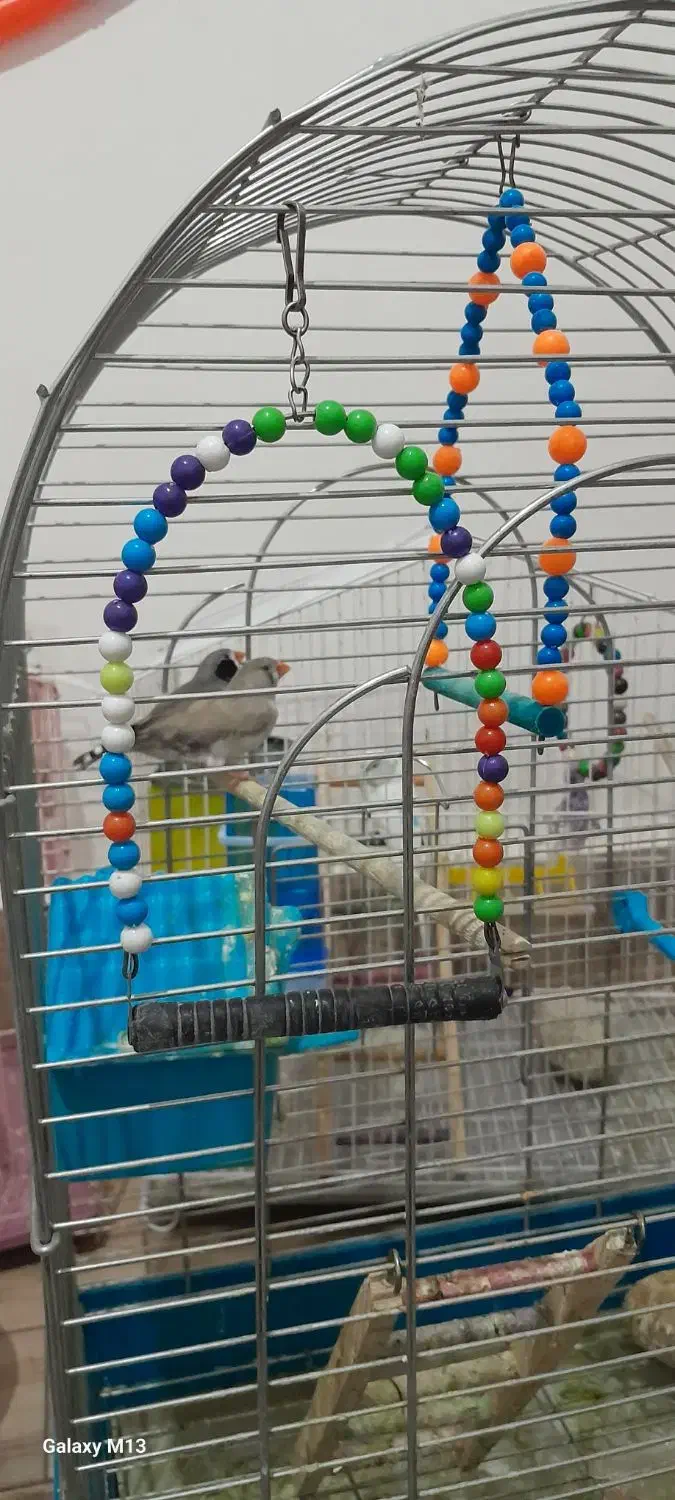 یه جفت طوطی،یه جفت مرغ عشق،یه جفت فنچ|پرنده|کوهدشت, |دیوار