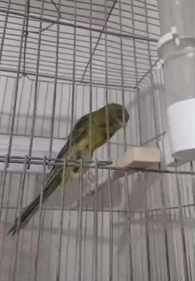 قناری رسمی بلند|پرنده|اندیشه, شهرک کوثر|دیوار