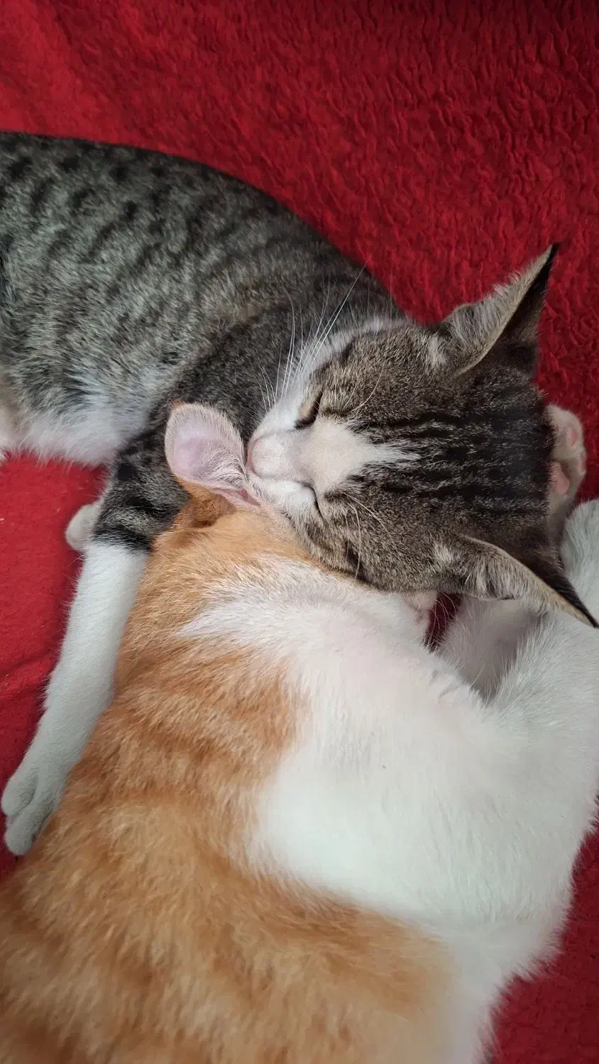 گربه هام گم شدن|حیوانات|رشت, یخسازی|دیوار