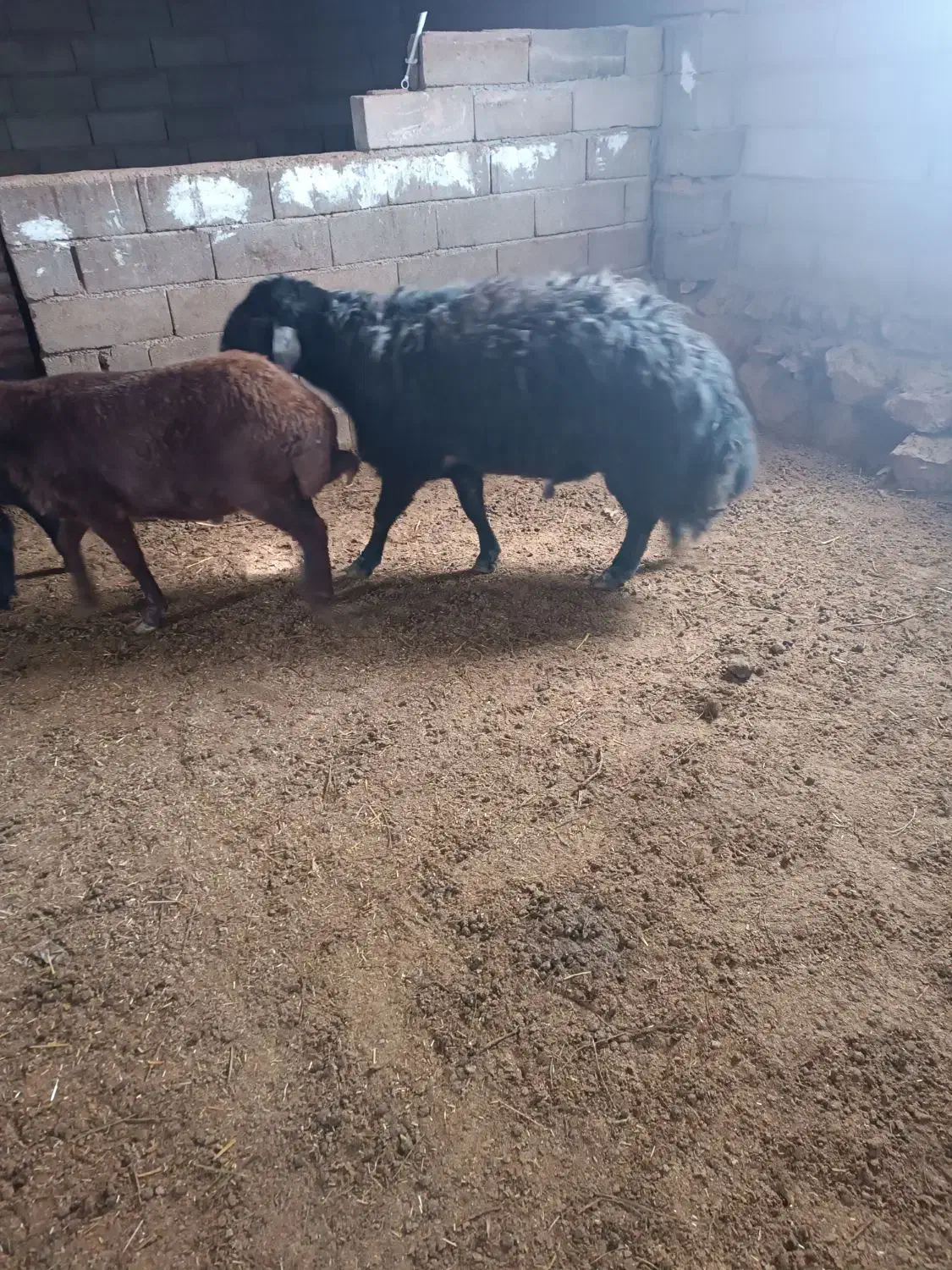 قوچ جوان|حیوانات مزرعه|جلگه شوقان, |دیوار