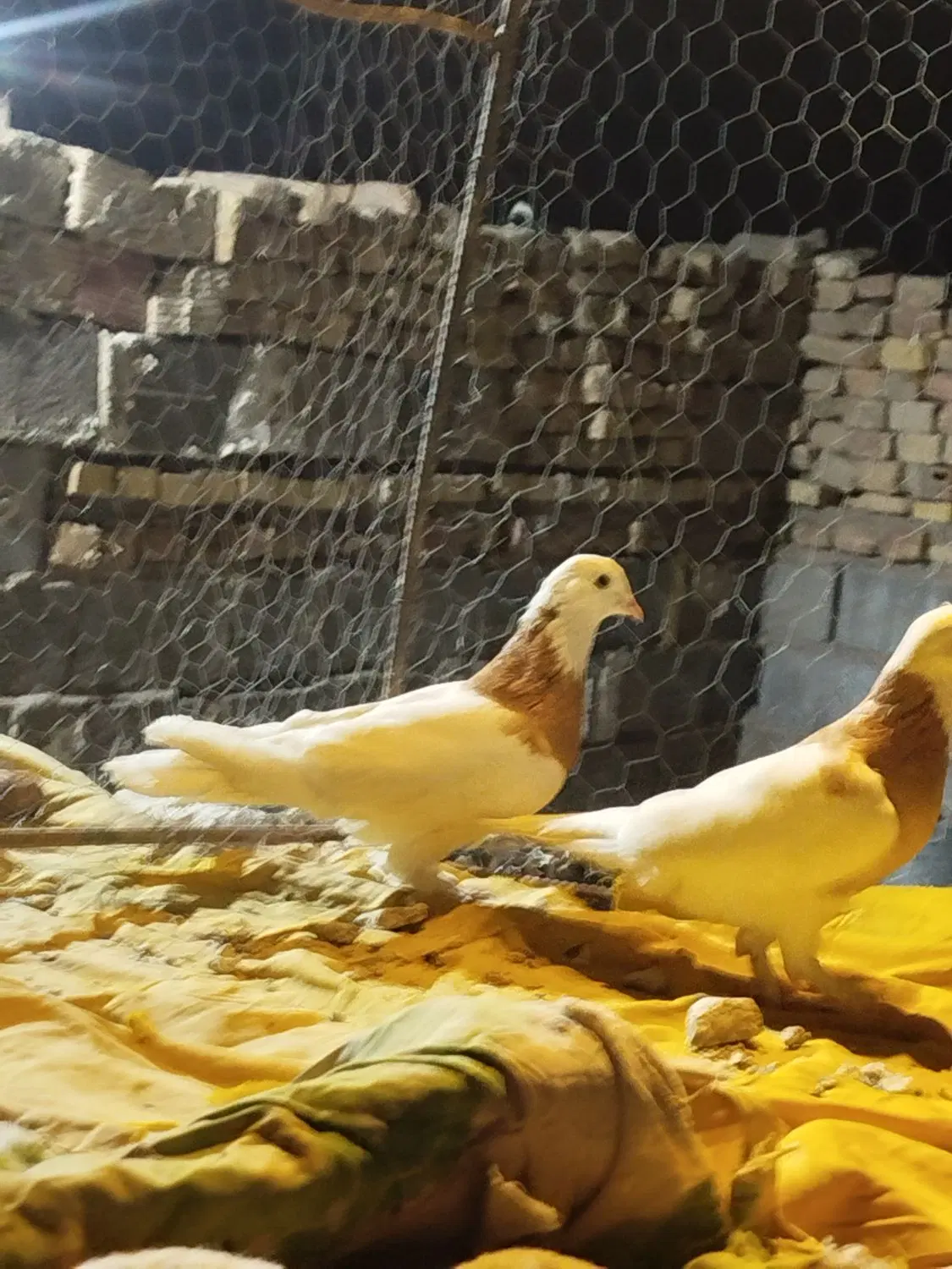 کبوتر|پرنده|زابل, |دیوار