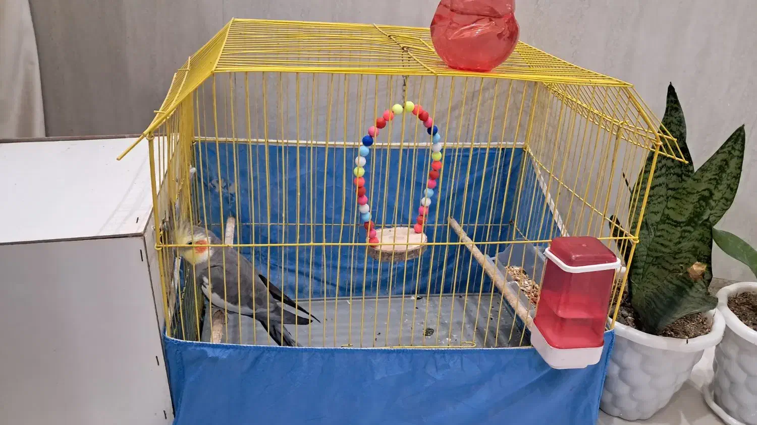 عروس هلندی|پرنده|ساوه, |دیوار