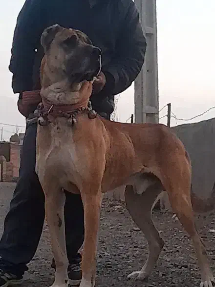 واگزاری سگ سرابی از بهترین نصل|سگ|تبریز, |دیوار