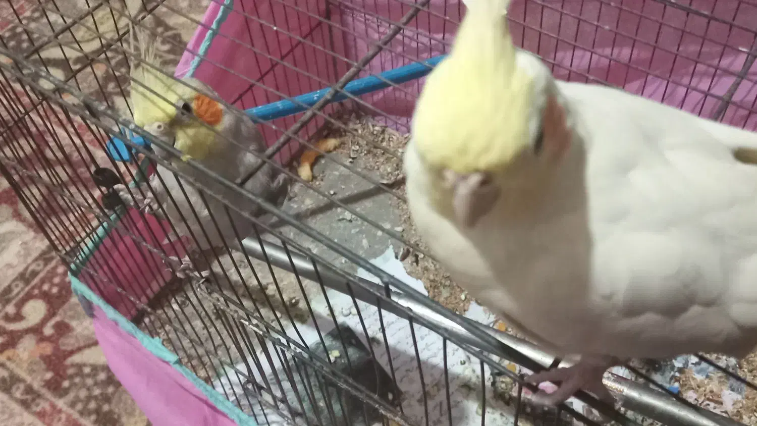 عروس هلندی|پرنده|رشت, پل تالشان|دیوار