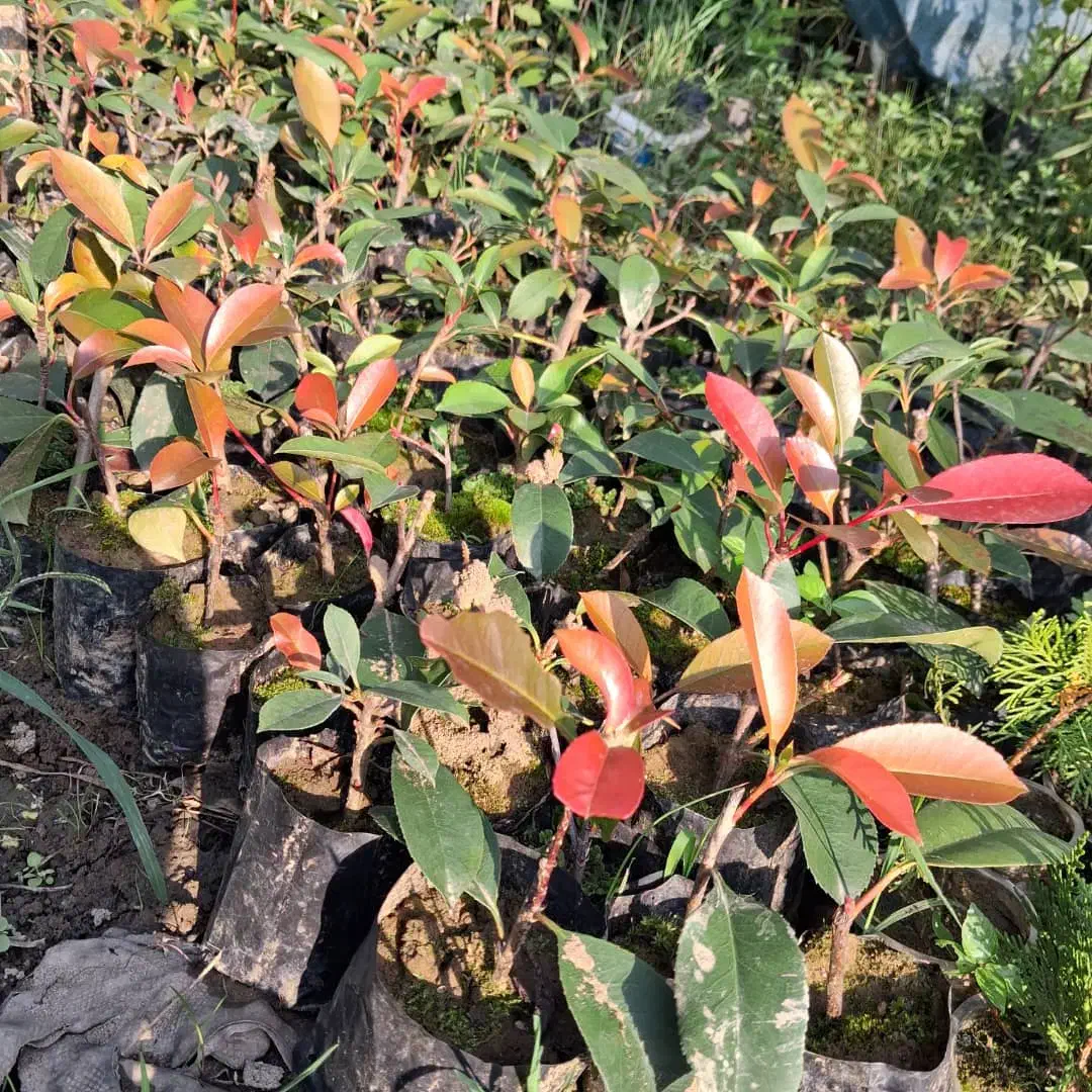 فتونیا|گل و گیاه طبیعی|کلاچای, |دیوار