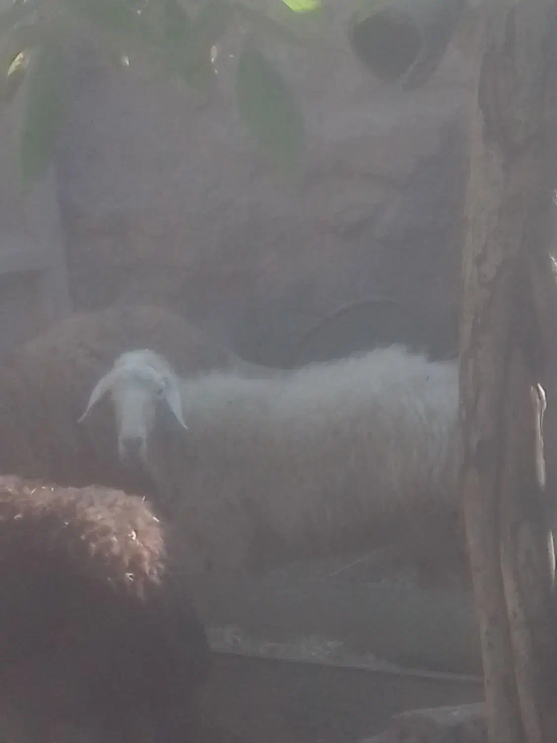 گوسفند|حیوانات مزرعه|فیروزآباد (لرستان), |دیوار