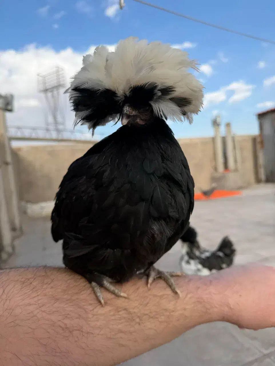 مرغ لهستانی|حیوانات مزرعه|لنجان, |دیوار