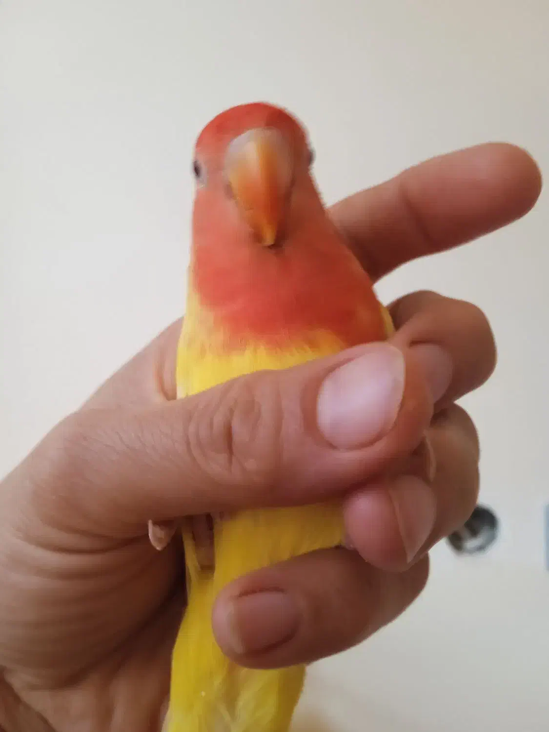 طوطی کوتوله برزیلی|پرنده|تهران, خاوران|دیوار