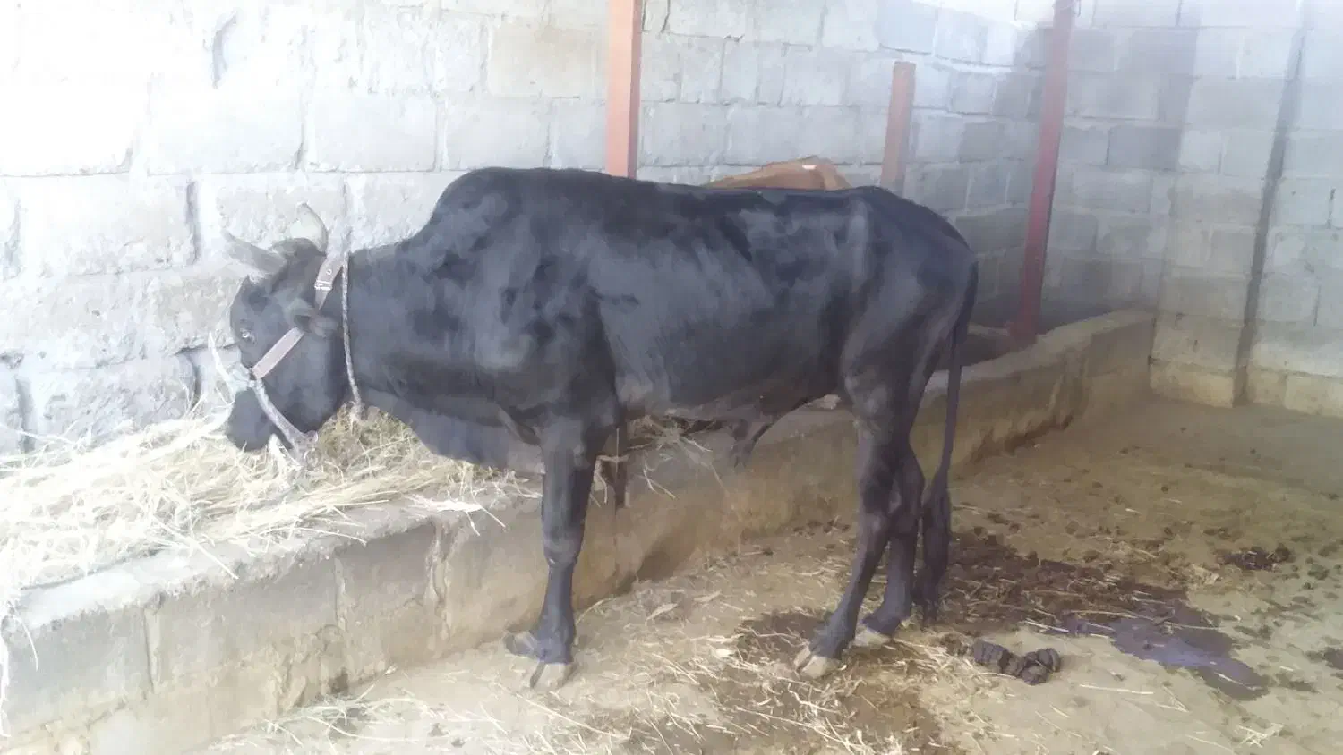 گوساله نر|حیوانات مزرعه|بیکاه, |دیوار