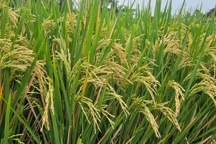 برنج کامفیروز درجه یک|خوردنی و آشامیدنی|شیراز, پارک آزادی|دیوار